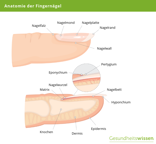 Anatomie Fingernagel