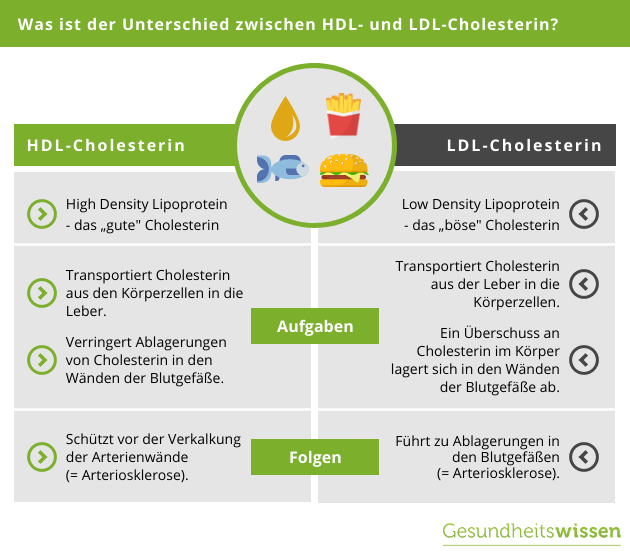 Was ist der Unterschied zwischen HDL und LDL Cholesterin