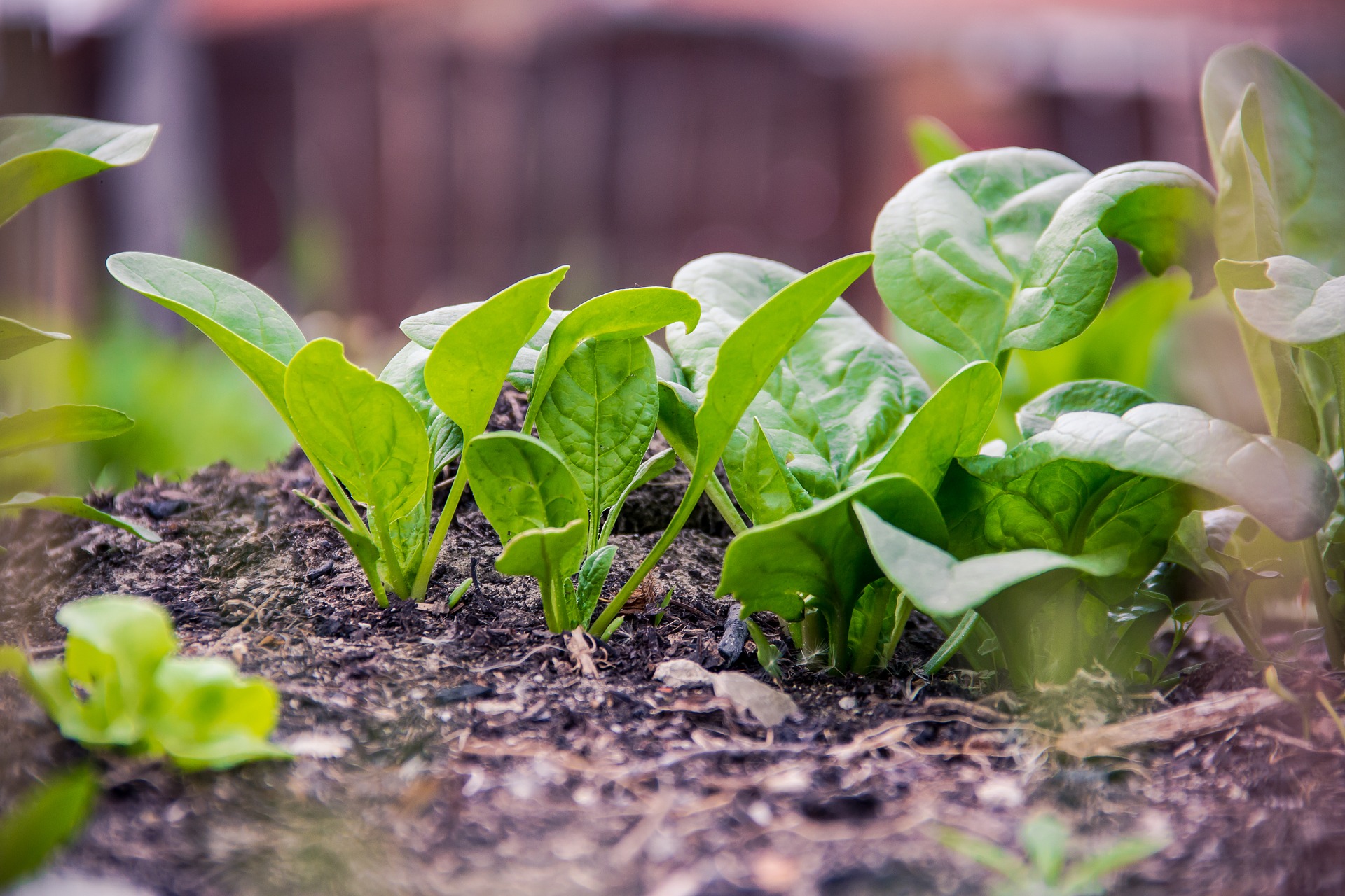 Spinat lässt sich einfach selber im eigenen Garten anbauen.
