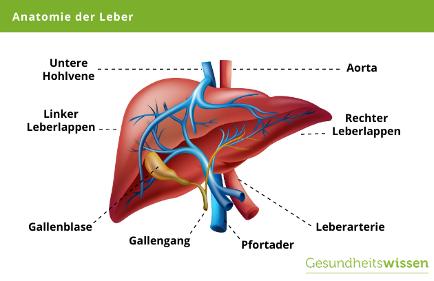Anatomie der Leber