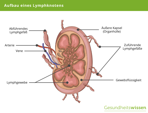 Anatomie Lymphknoten