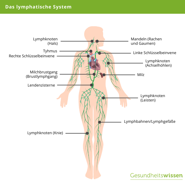 Anatomie des lymphatischen Systems