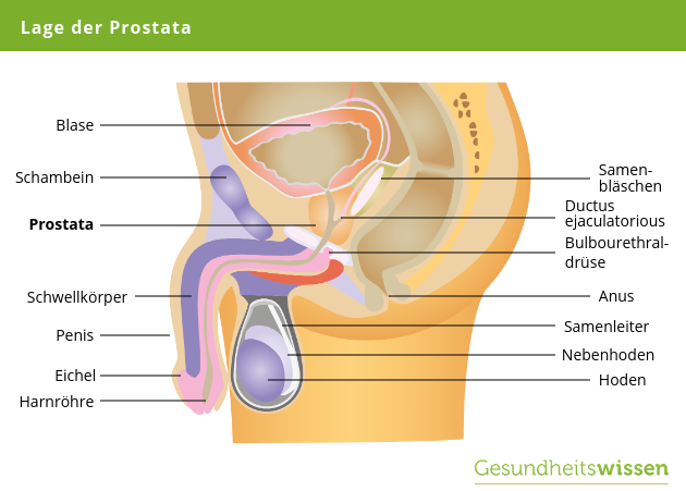 Lage Prostata