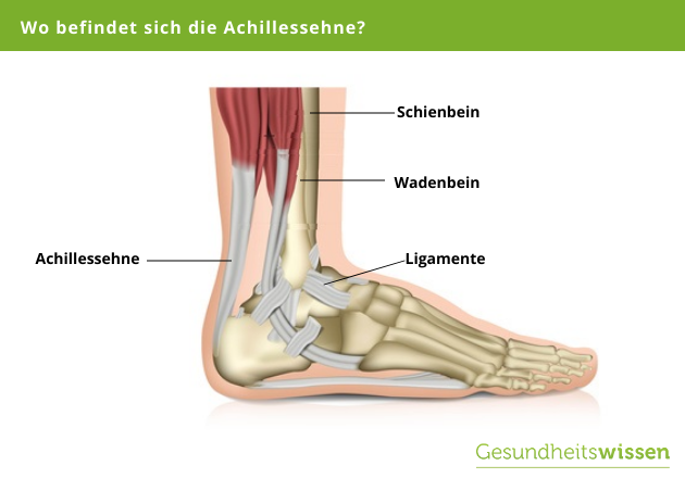 Anatomie Achillessehne