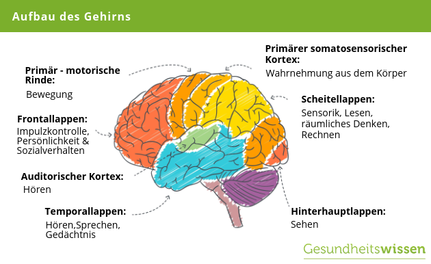 Anatomie des Gehirns