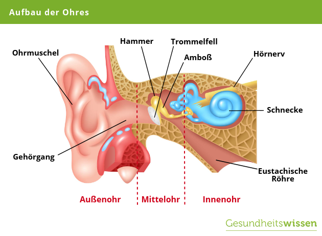 Innerer Gehörgang Entzündung Aufbau Ohr