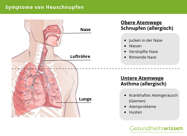 Symptome von Heuschnupfen