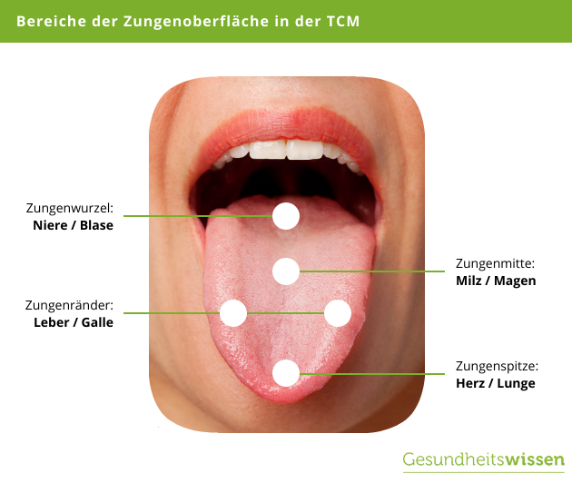 Bereiche der Zunge in der TCM