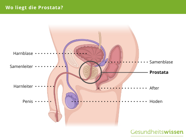 Anatomie der Prostata